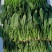 菠菜20-25公分原产地质量保证正常代发
