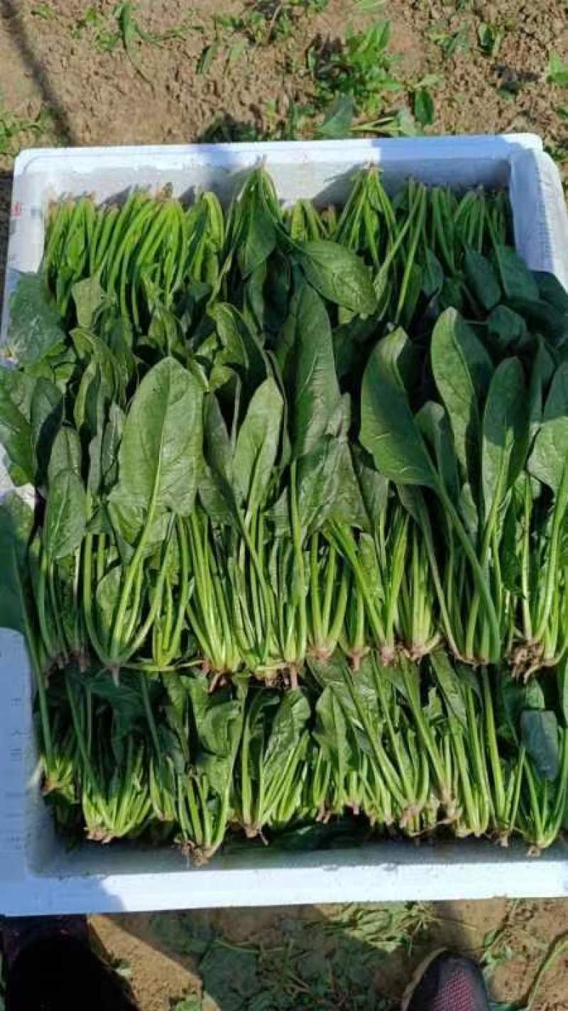菠菜20-25公分原产地质量保证正常代发