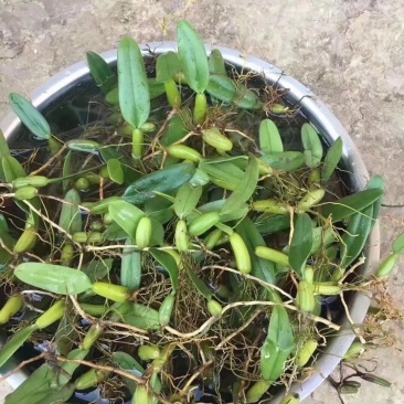单叶小果，小果石橄榄