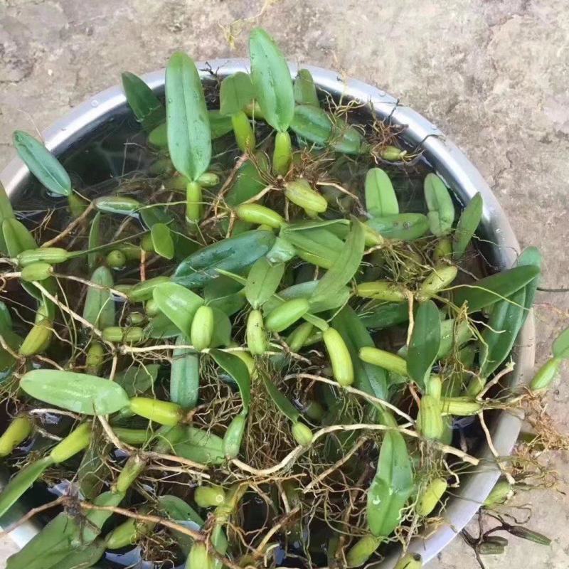 单叶小果，小果石橄榄