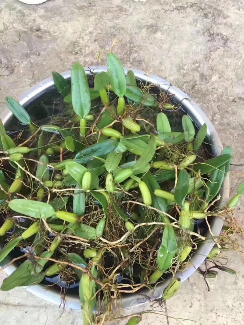 单叶小果，小果石橄榄