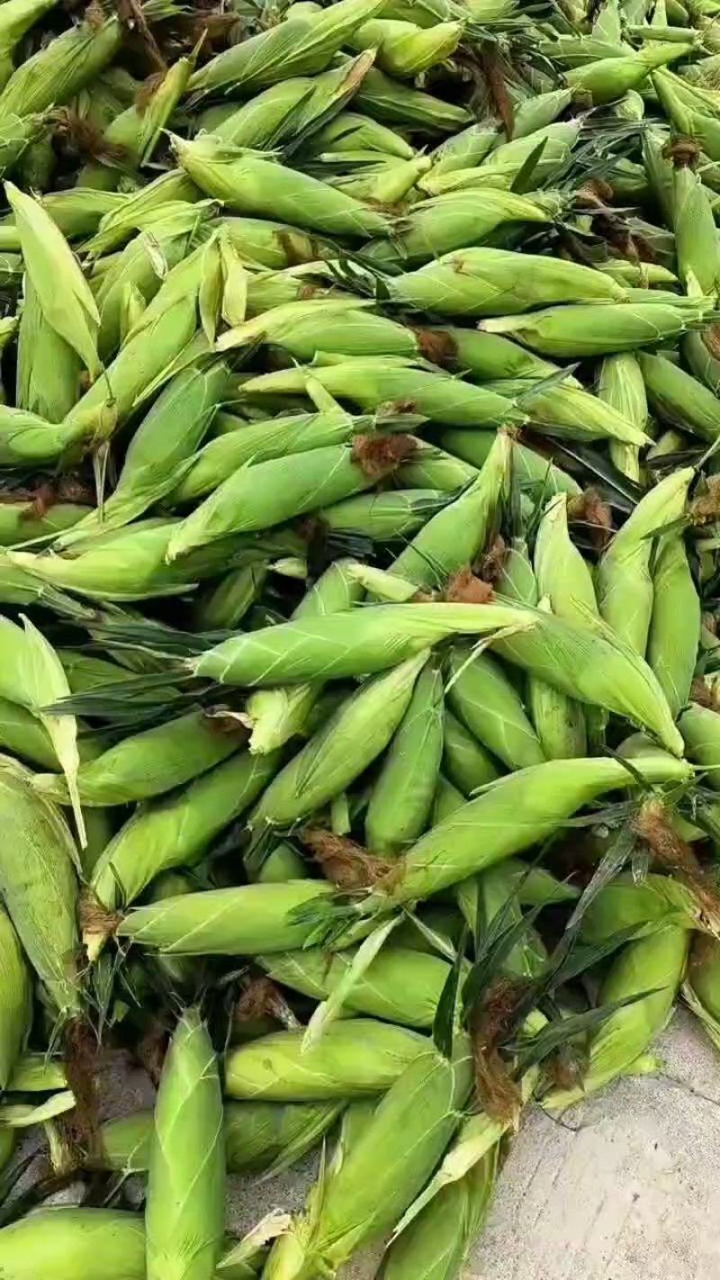 精品甜玉米大量上市，果穗匀称稞粒饱满，可入库预冷或加冰走