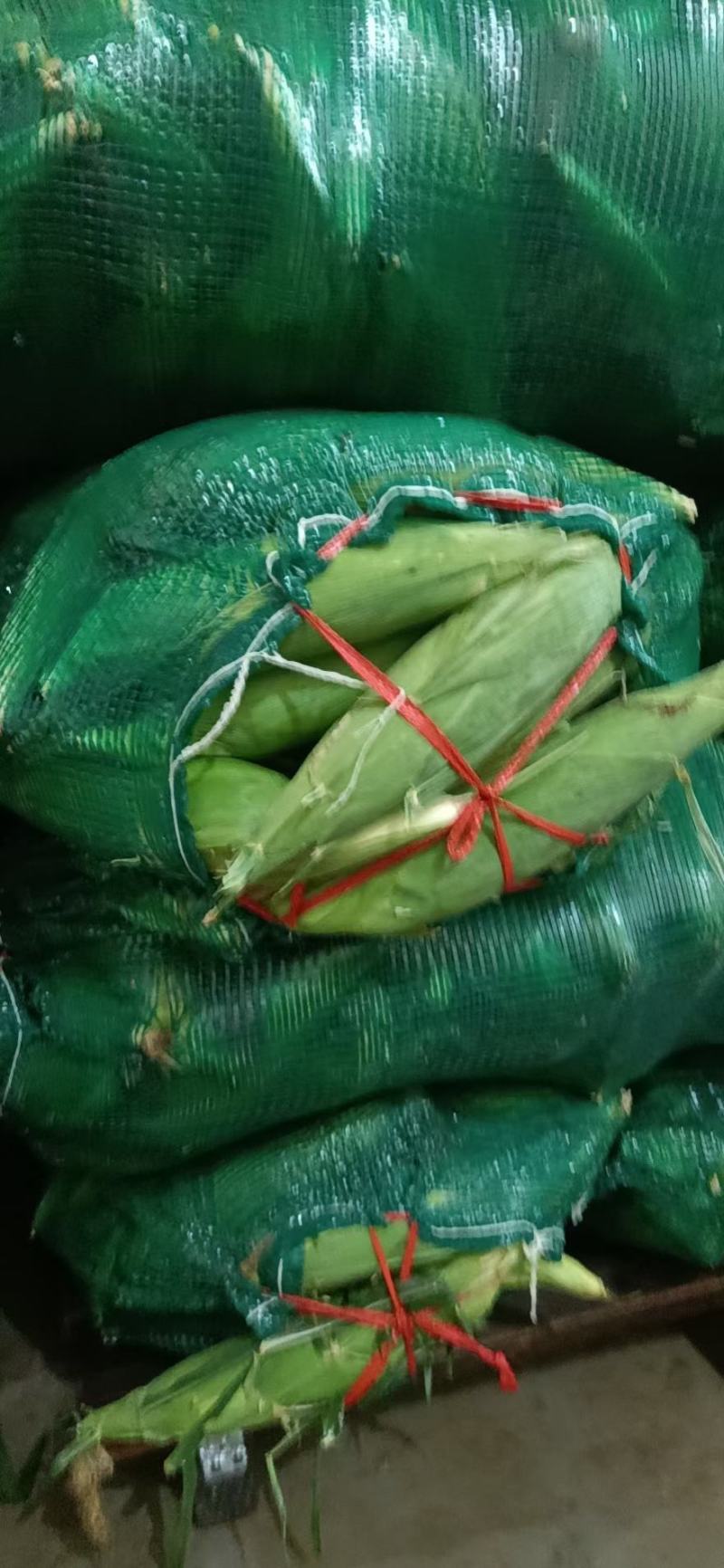 精品甜玉米大量上市，果穗匀称稞粒饱满，可入库预冷或加冰走