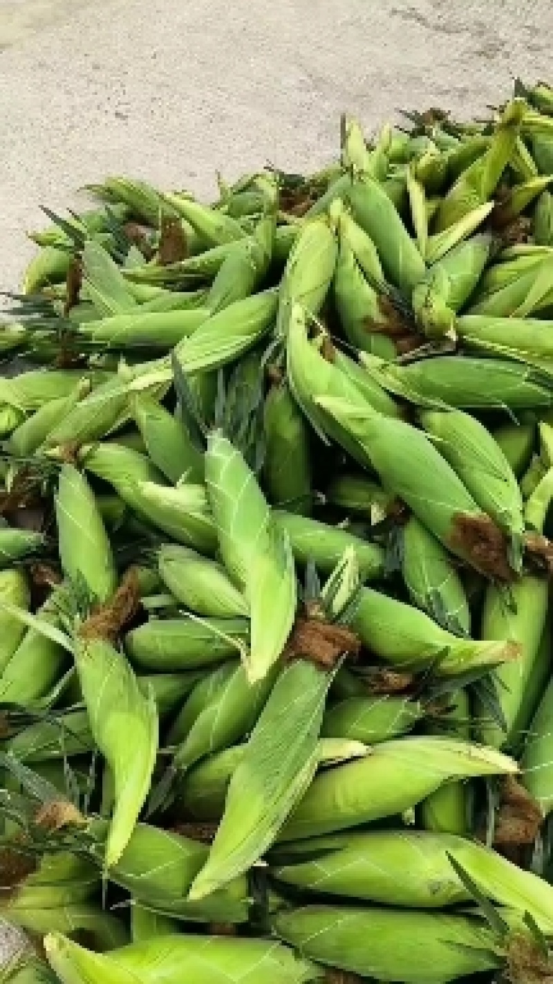 精品甜玉米大量上市，果穗匀称稞粒饱满，可入库预冷或加冰走