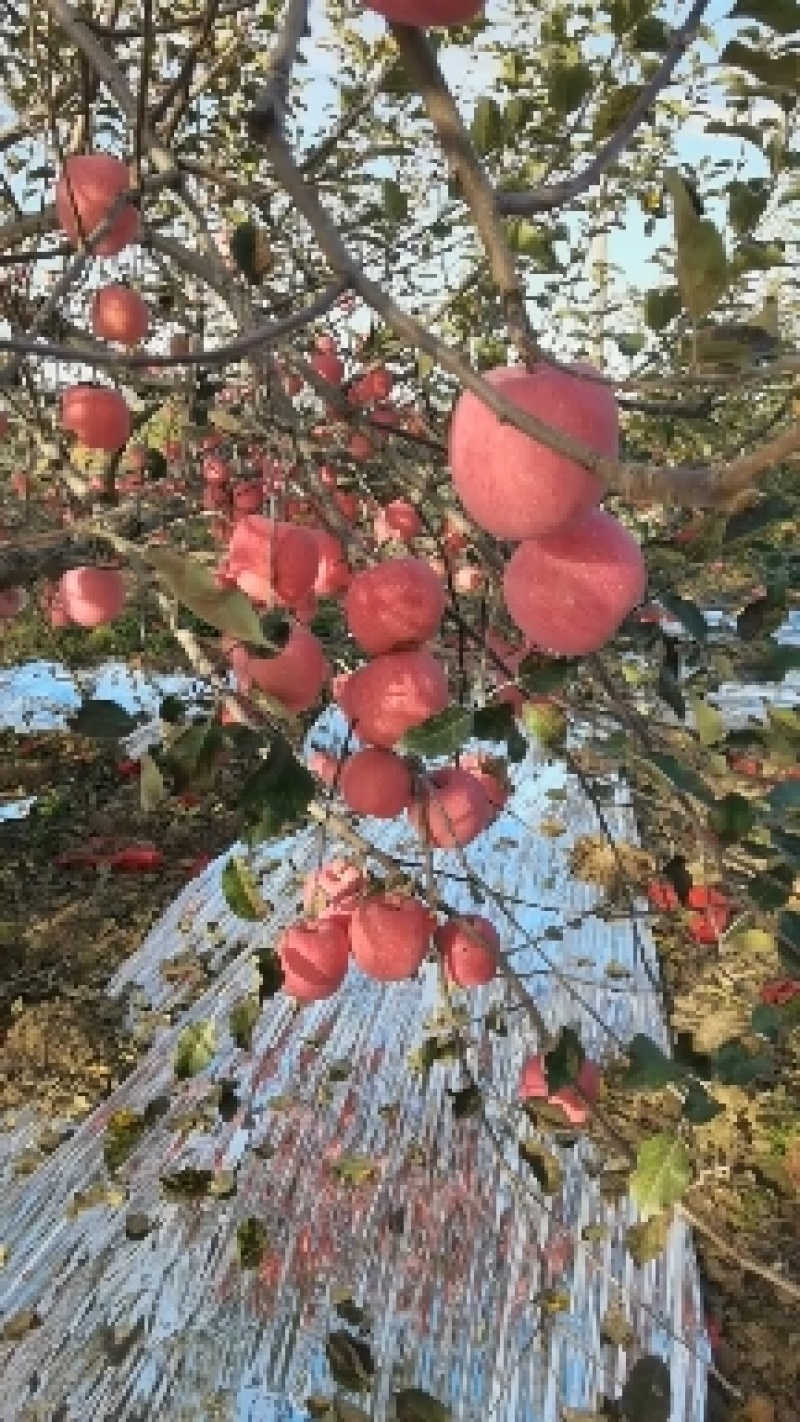 延安水晶红富士苹果口感脆甜产地直发欢迎联系