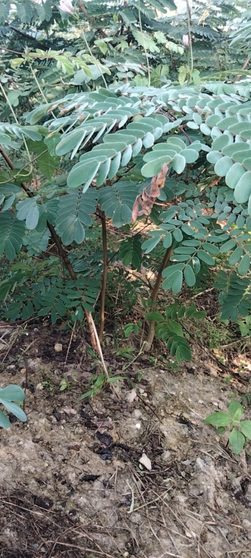 斗米虫云实树苗出售