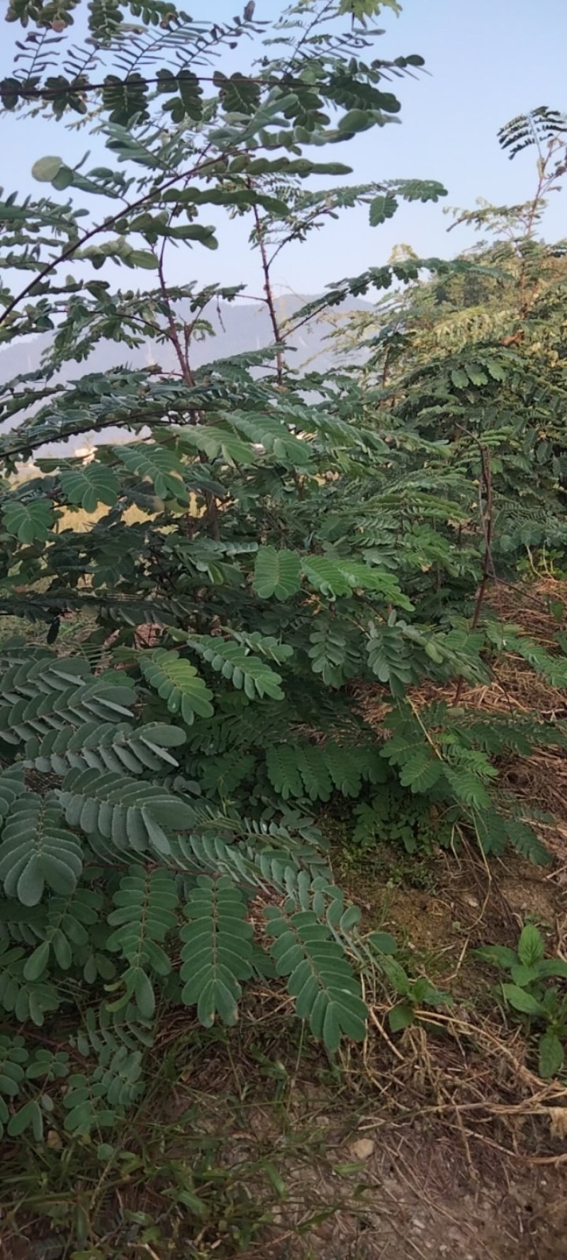 斗米虫云实树苗出售