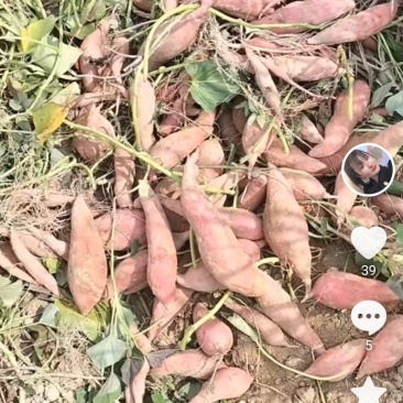 西瓜红红薯，软糯香甜，