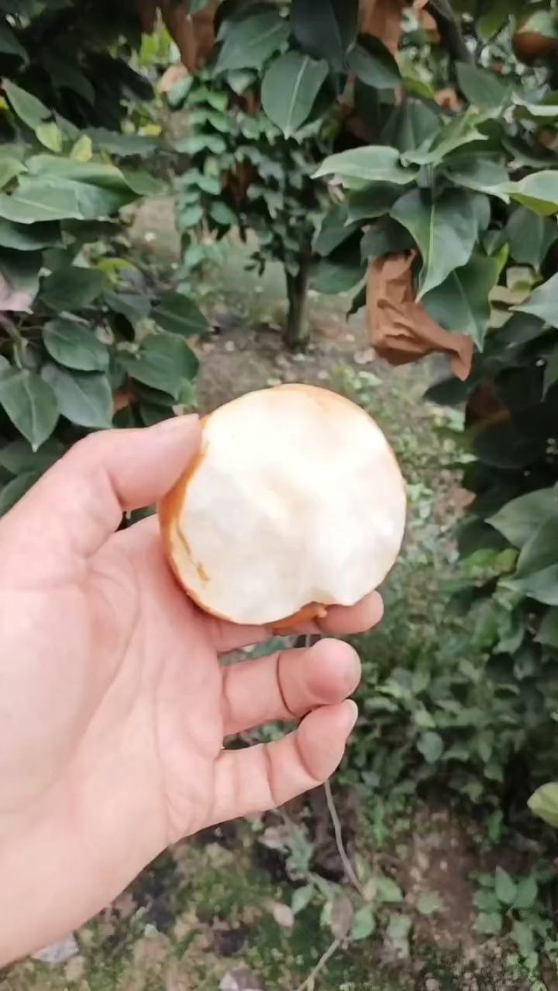 晚秋黄梨大降价