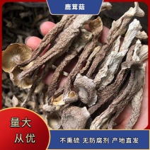 鹿茸菌普通鹿茸菌，颜色白，足干货，中条货，大条货规格全