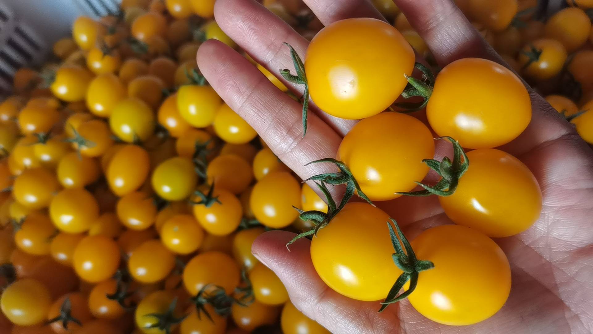 黄瓜与西红柿沙拉,配以橄榄油与黑胡椒调味 黄瓜西红柿沙拉