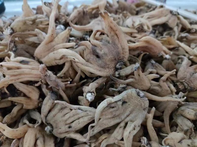 西藏天然佛手参大量上市质量保证一手货源量大优惠
