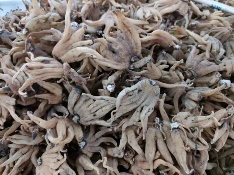 西藏天然佛手参大量上市质量保证一手货源量大优惠