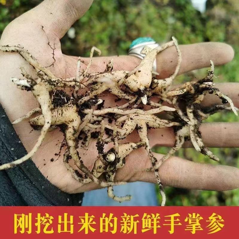 西藏天然佛手参大量上市质量保证一手货源量大优惠