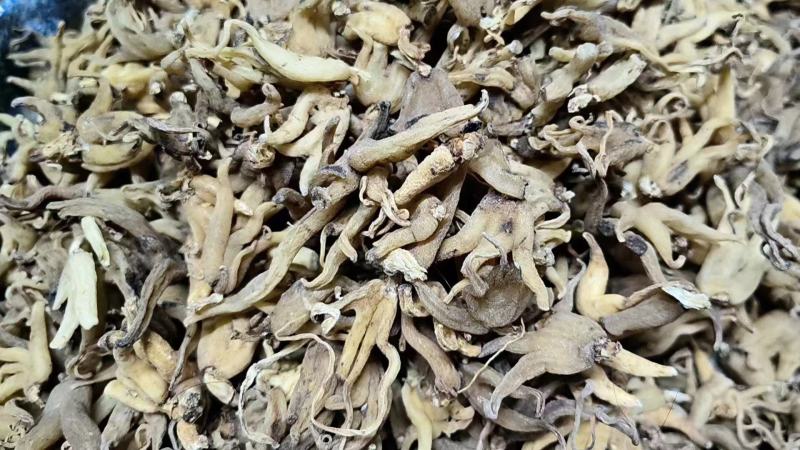 西藏天然佛手参大量上市质量保证一手货源量大优惠
