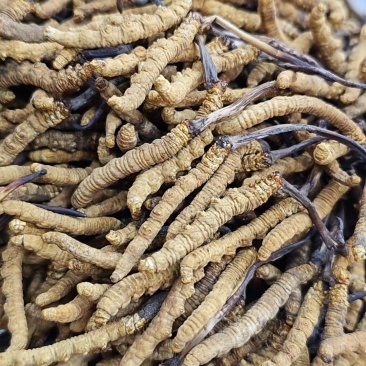 西藏那曲虫草大量供应质量保证产地直发规格齐全欢迎订购