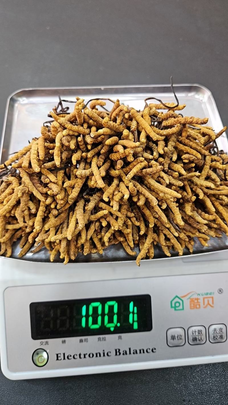 西藏那曲虫草大量供应质量保证产地直发规格齐全欢迎订购
