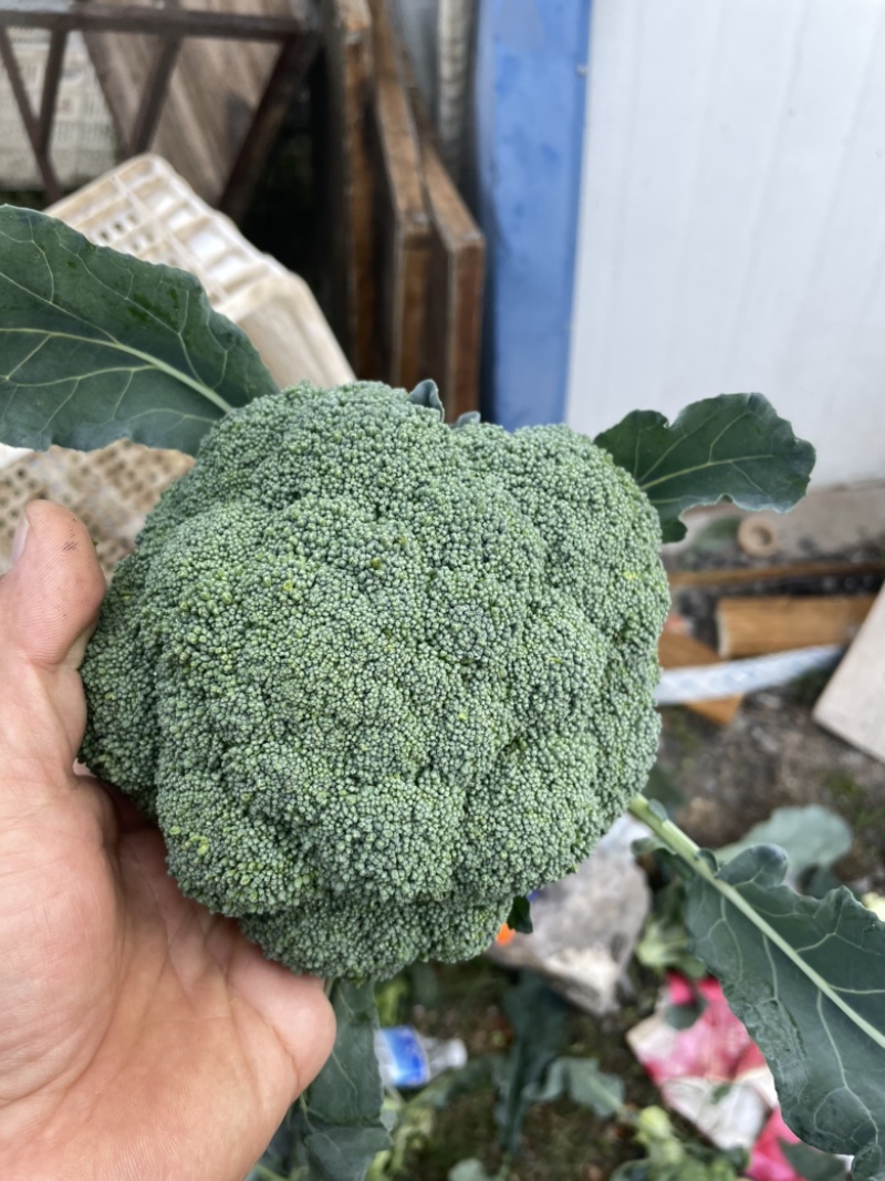 西兰花