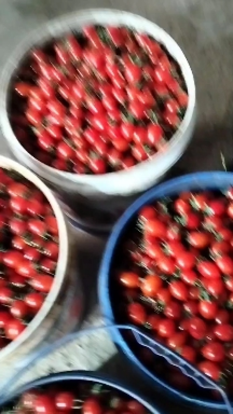 圣女果贝贝开始上市有意合作的联系。基地发货。
