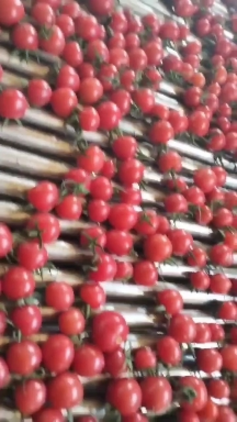 圣女果贝贝开始上市有意合作的联系。基地发货。