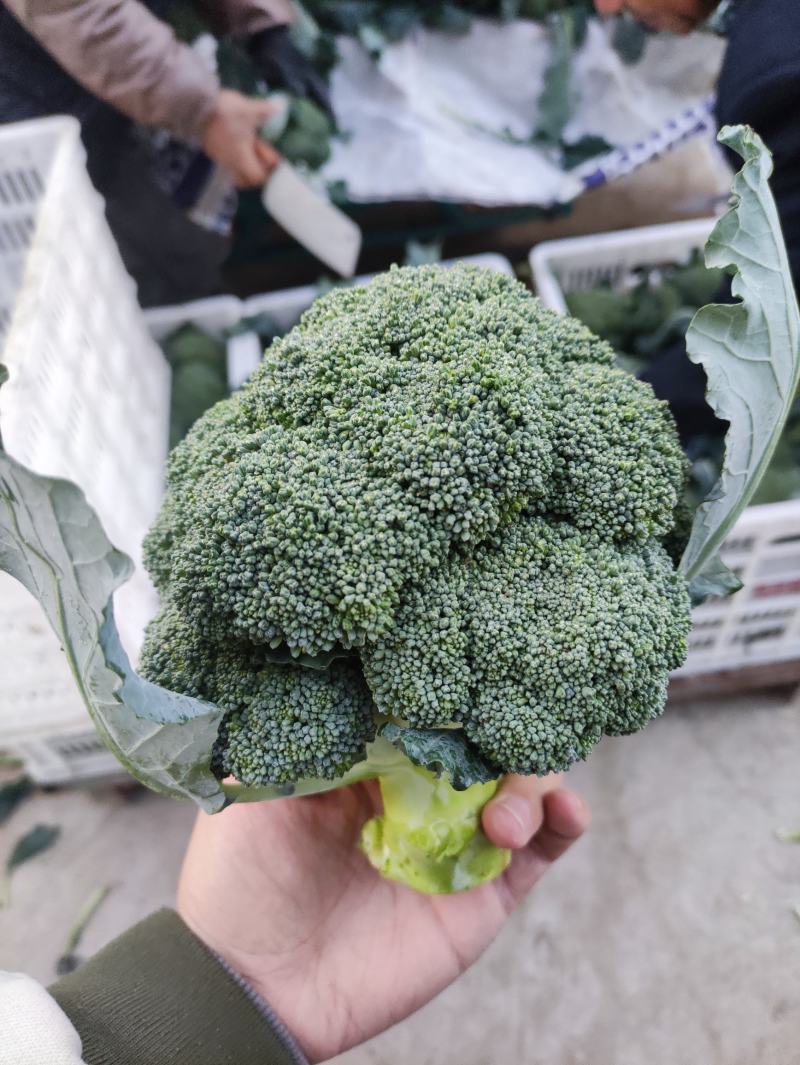 河南省周口市扶沟县吕潭乡耐寒优秀精品西兰花