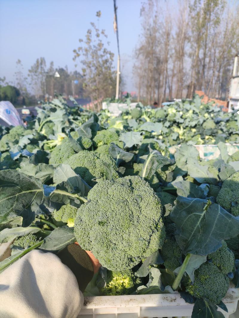 河南省周口市扶沟县吕潭乡耐寒优秀精品西兰花
