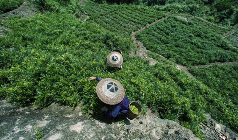 张家界莓茶