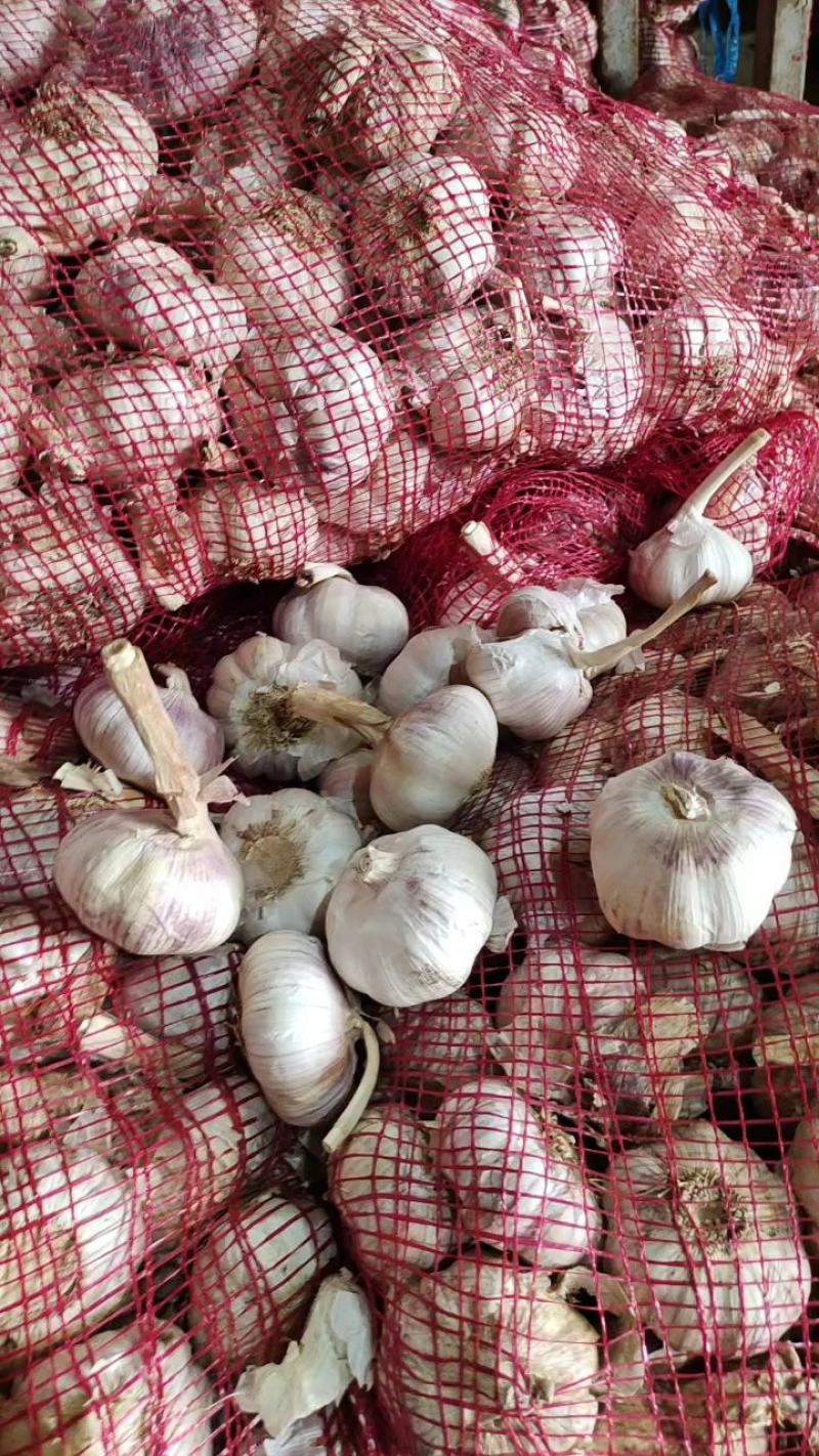 山东大蒜产地直发，量大，货源充足，规格齐全，