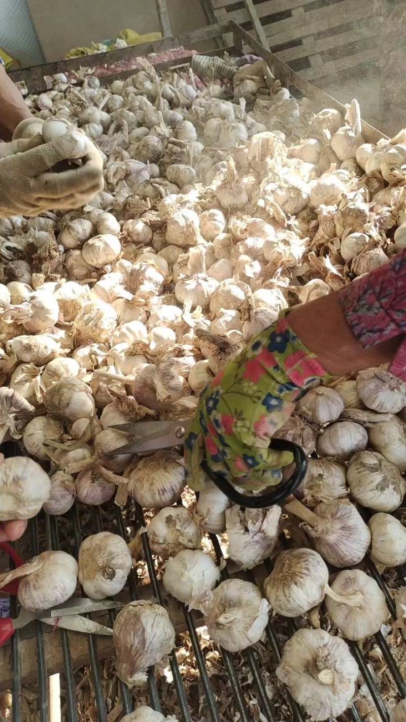 山东大蒜产地直发，量大，货源充足，规格齐全，