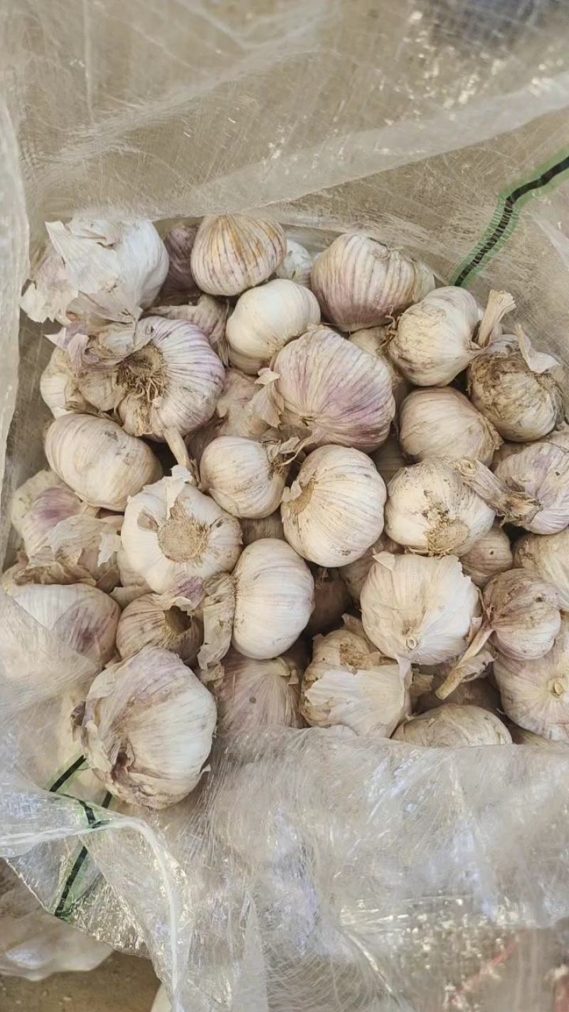 山东大蒜产地直发，量大，货源充足，规格齐全，
