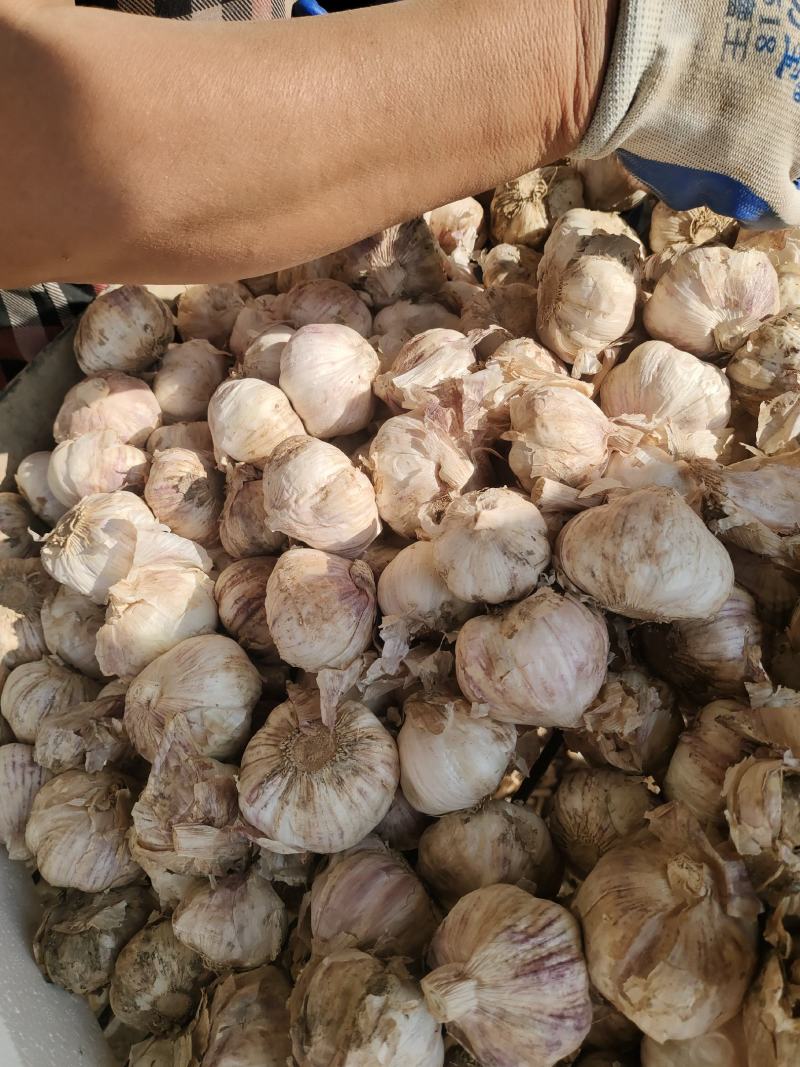 山东大蒜产地直发，量大，货源充足，规格齐全，