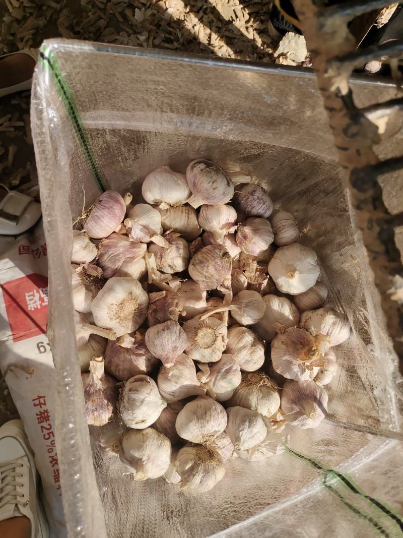 山东大蒜产地直发，量大，货源充足，规格齐全，