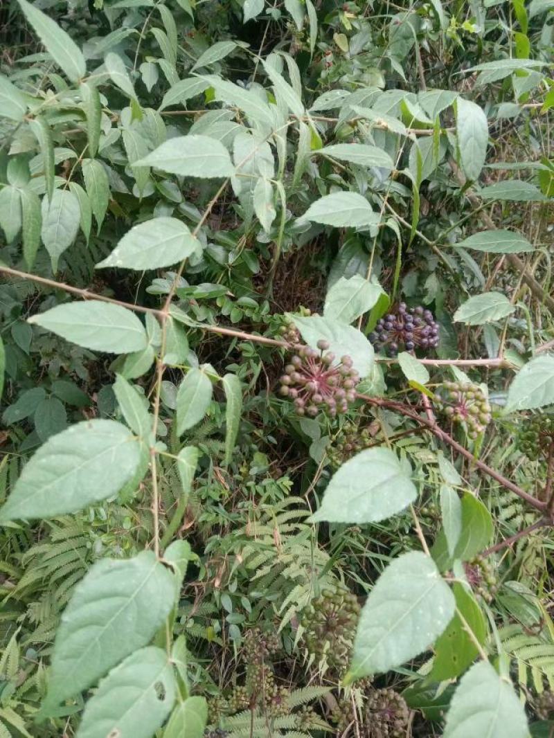 揔木根、楤根、刺老包根、山通花根、箭当树根