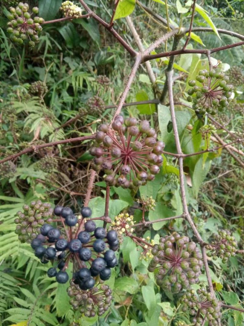 揔木根、楤根、刺老包根、山通花根、箭当树根