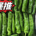 301辣椒大吨位供应每天供应200吨保证品质