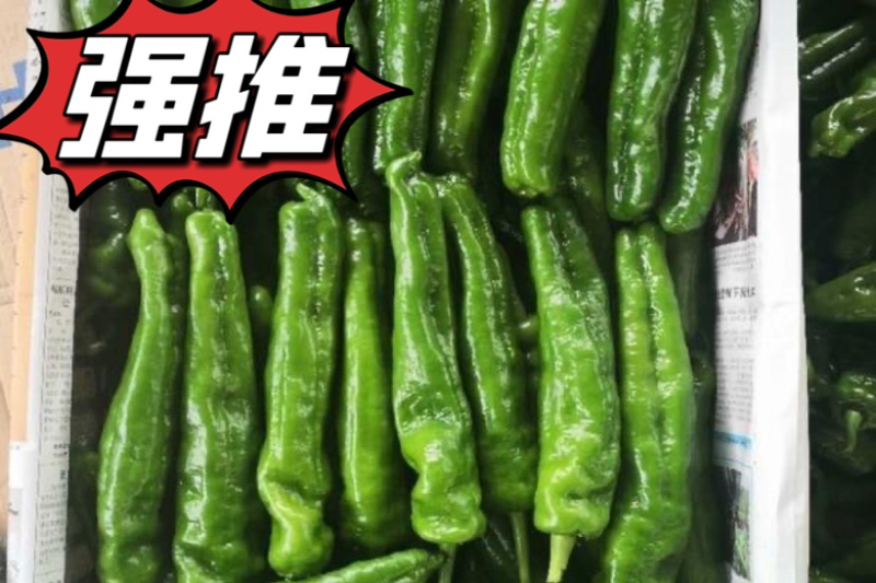 301辣椒大吨位供应每天供应200吨保证品质