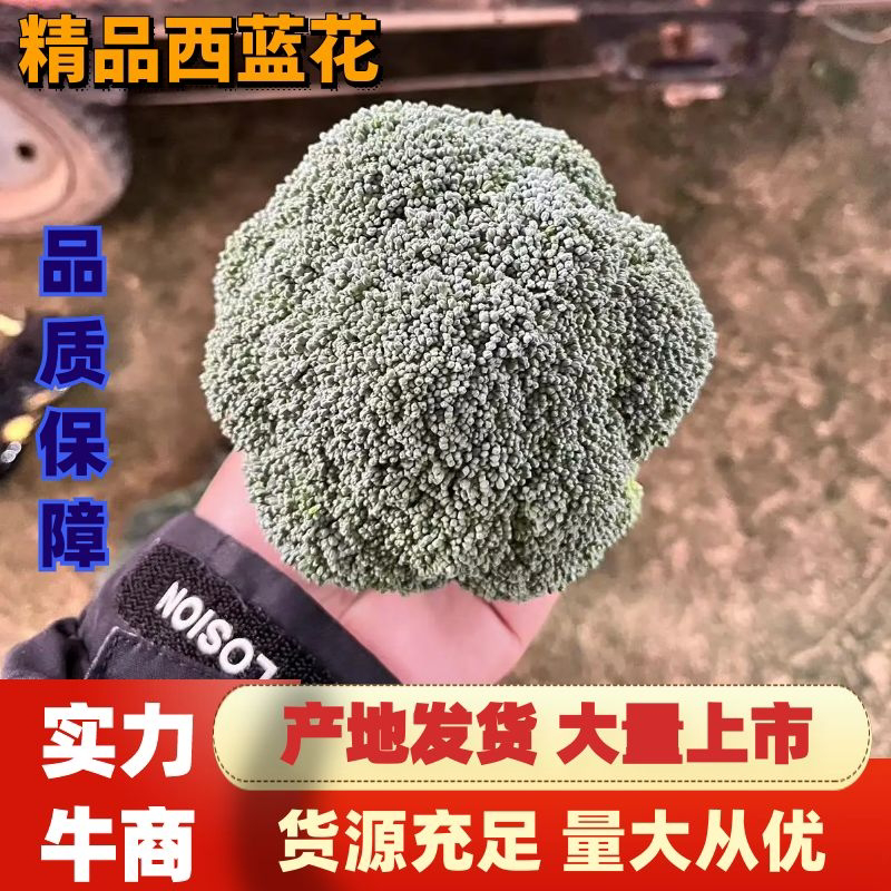 浙江精品西兰花🥦大量上市欢迎各位老板前来咨询！