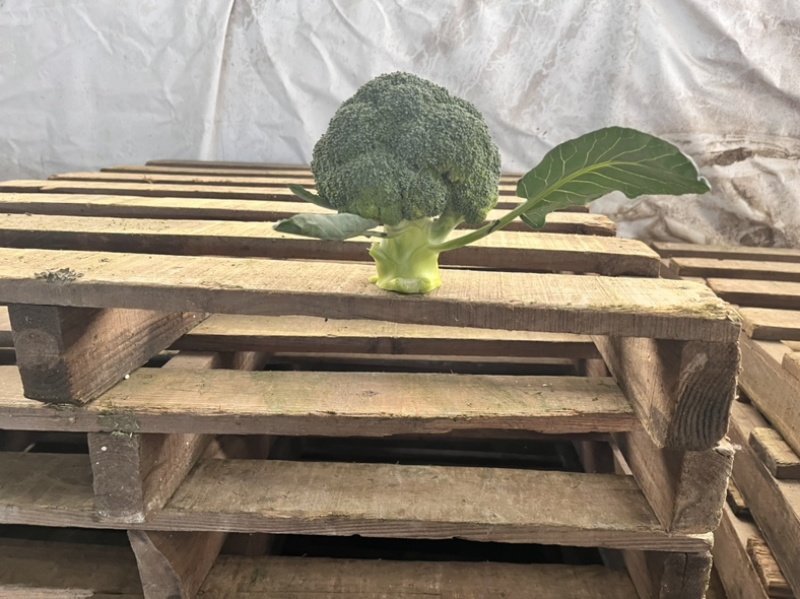 浙江精品西兰花🥦大量上市欢迎各位老板前来咨询！