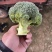 浙江精品西兰花🥦大量上市欢迎各位老板前来咨询！