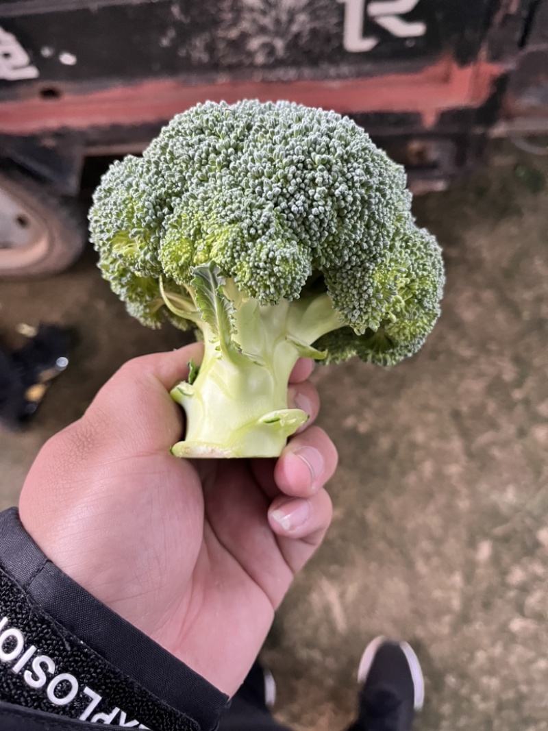 浙江精品西兰花🥦大量上市欢迎各位老板前来咨询！