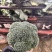 浙江精品西兰花🥦大量上市欢迎各位老板前来咨询！