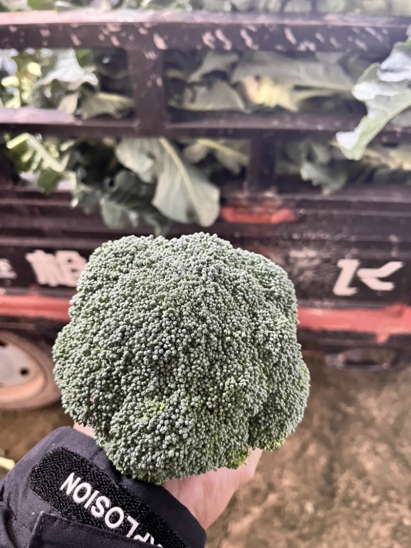浙江精品西兰花🥦大量上市欢迎各位老板前来咨询！