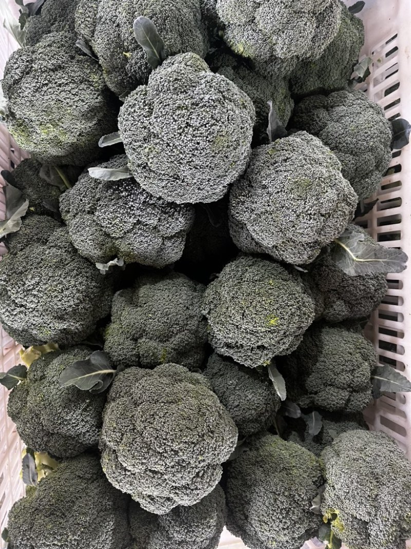 浙江精品西兰花🥦大量上市欢迎各位老板前来咨询！