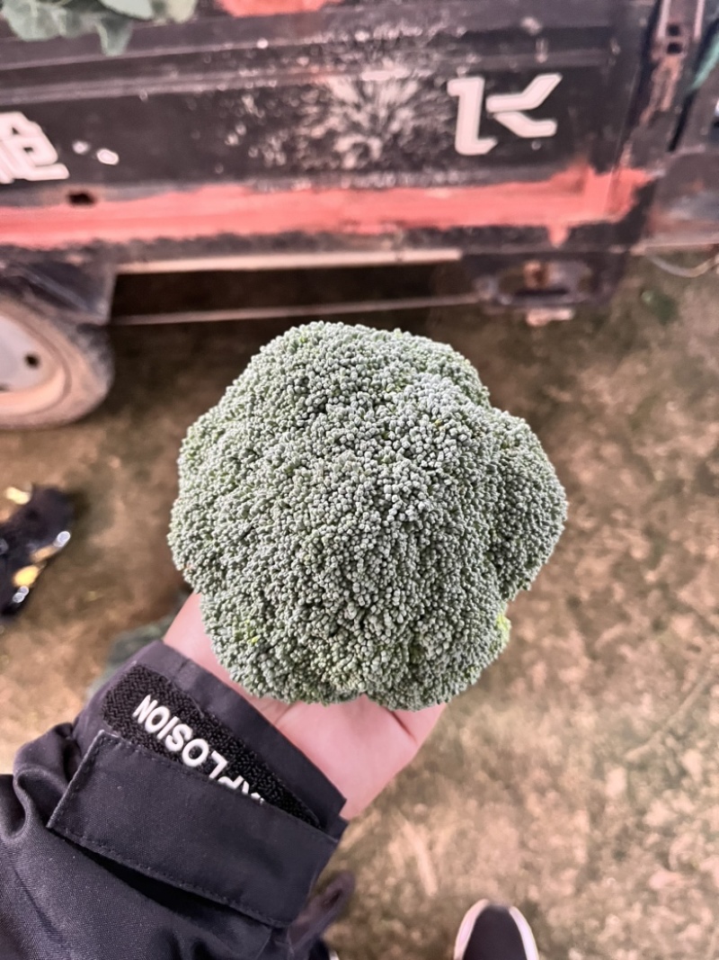 浙江精品西兰花🥦大量上市欢迎各位老板前来咨询！
