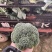 浙江精品西兰花🥦大量上市欢迎各位老板前来咨询！