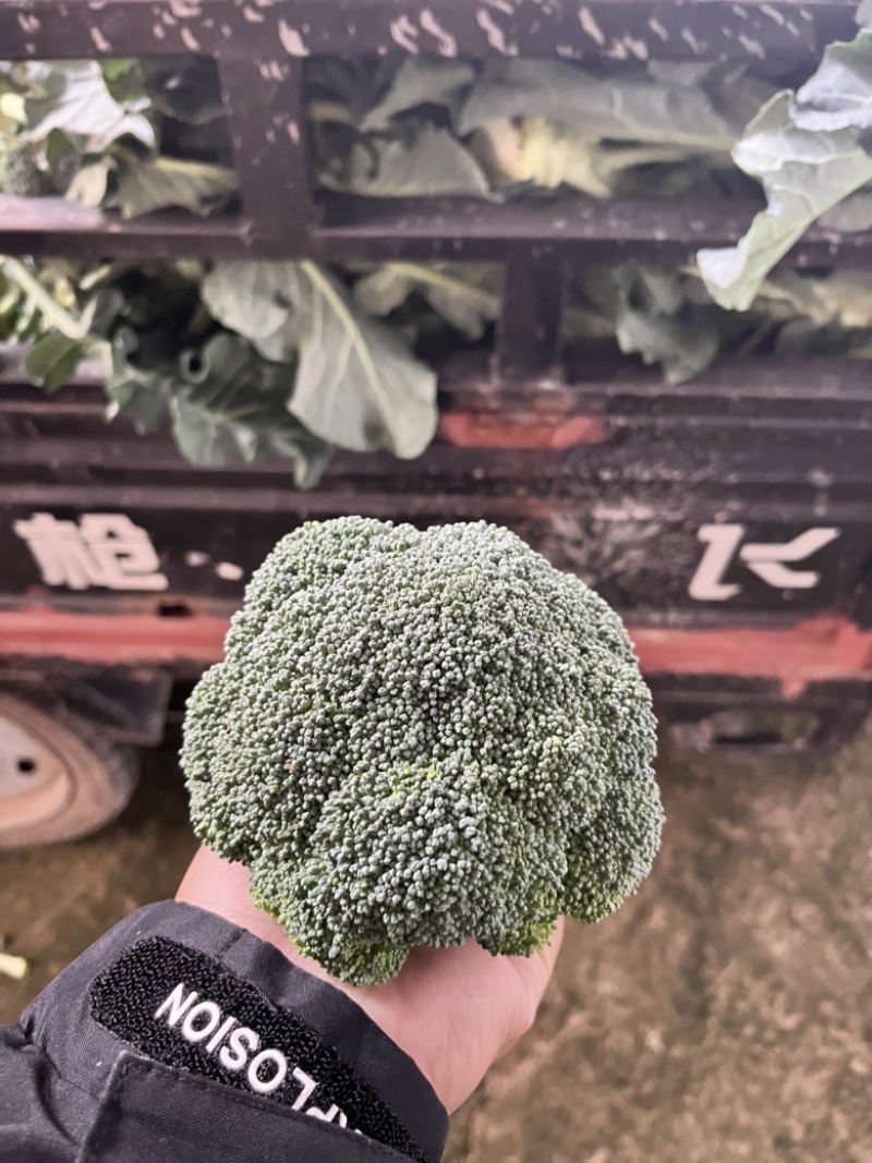 浙江精品西兰花🥦大量上市欢迎各位老板前来咨询！
