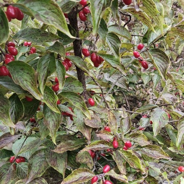 山茱萸干货