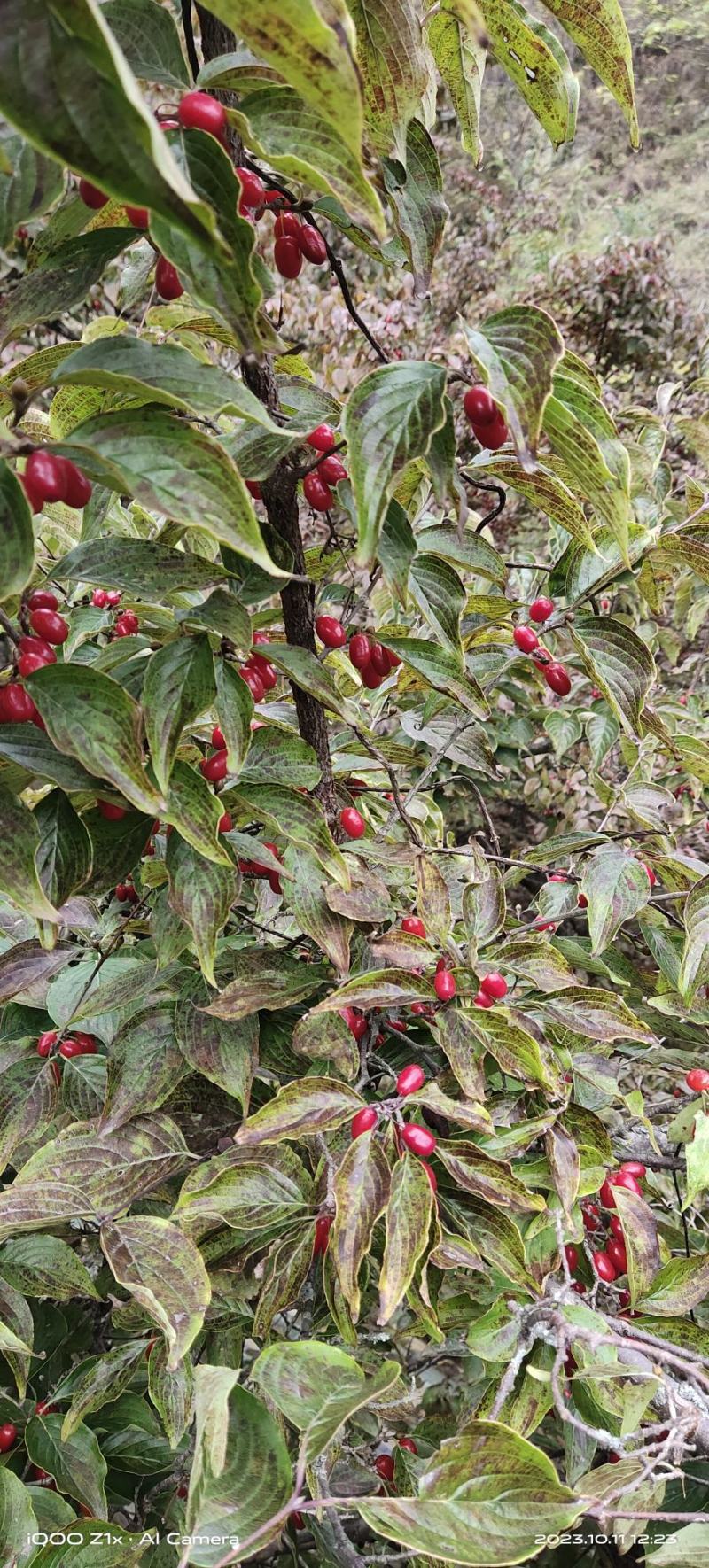 山茱萸干货