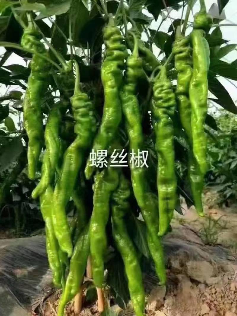 福建诏安大鹏辣椒