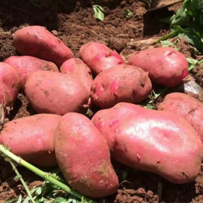 特大土豆青薯9号青海发全国有需致电货源稳定视频实地